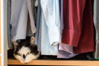 Un chat noir et blanc caché dans une penderie