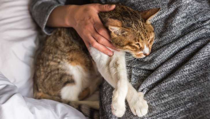 Chat Deprime La Depression Chez Le Chat