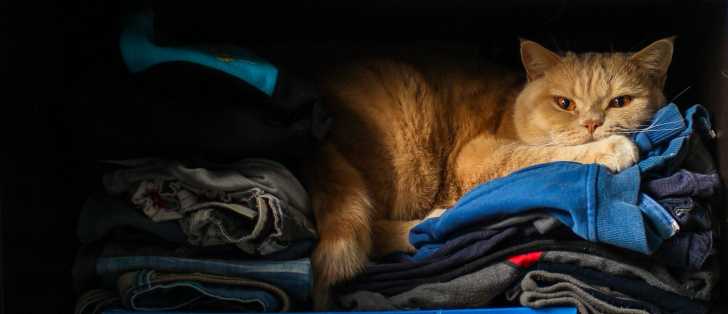 Chat Deprime La Depression Chez Le Chat