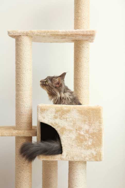 Chat Deprime La Depression Chez Le Chat