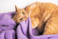 Un chat roux mordille et suçote une couverture