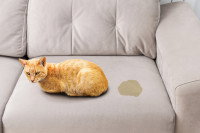 Un chat roux a fait pipi sur le divan