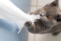 Un chat gris en train de mordiller le papier toilette