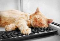 Un chaton roux dort allongé sur un clavier d'ordinateur