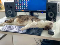 Un chat allongé devant un écran d'ordinateur