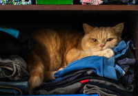 Un chat roux allongé sur des vêtements dans un placard