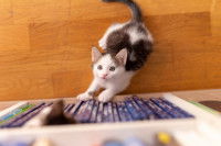 Deux chatons jouent au milieu d'une étagère