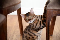 Un Bengal fait ses griffes sur un fauteuil