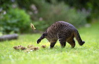 Un chat tigré gratte la terre dans le jardin