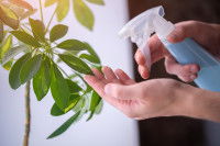 Une femme vaporise un produit sur une plante d'intérieur
