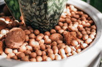 Une plante en pot avec des galets décoratifs