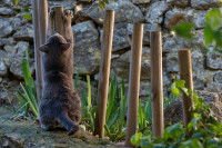 Pour marquer son territoire