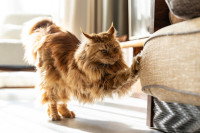 Un Maine Coon fait ses griffes sur le canapé