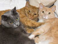 Trois chats couchés ensemble