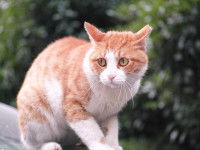 Un chat roux assis sur un capot