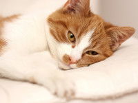 Un chat fatigué couché sur un coussin