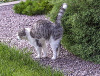 Un chat hérisse ses poils en guise d'avertissement