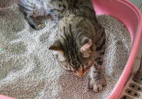 Un chat appréhende sa nouvelle litière