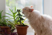 Un chat Persan mange une plante d'int&eacute;rieur