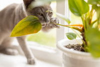 Un chat Burmese grignote une plante verte