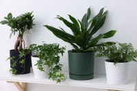 Des plantes en pot sur une &eacute;tag&egrave;re