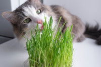 Un chat en train de grignoter des brins d'herbe