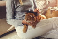 Une femme en train de brosser un chat roux sur ses genoux