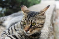 Un chat gris tabby les oreilles tournées vers l'arrière pour écouter ce qu'il se passe