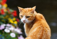 Un chat roux se tourne quand on l'appelle