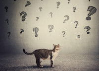 Un chat en-dessous de plein de points d'interrogation