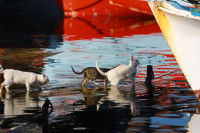 Des chats marchant dans l'eau