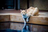 Un chat joue au bord d'une piscine