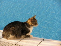 Un chat assis au bord d'une piscine