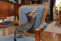 Un chat tigré fait ses griffes sur une chaise