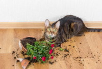 Un chat tigré a fait tomber une plante en pot par terre