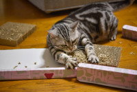 Un chat a tout détruit dans le salon