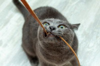 Un chat gris en train de mordiller un câble de cuir
