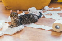 Un chat tigré a déchiquieté un rouleau de papier toilette