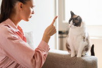Une jeune femme gronde son chat car il a fait des bêtises
