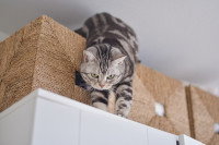Un chat tigré perché au sommet d'une armoire