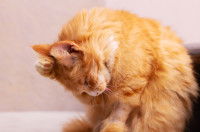 Un chat roux en train de faire sa toilette