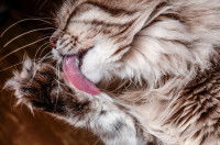 Un chat en train de se lécher la patte