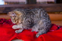 Un chaton fait sa toilette sur une couverture rouge