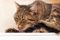 Un chat se lèche la patte pour se nettoyer