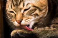 Gros plan sur un chat qui fait sa toilette