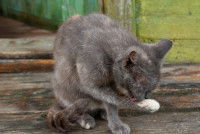 Un vieux chat gris se nettoie en extérieur