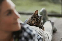 Un chat se lave allongé sur sa maîtresse