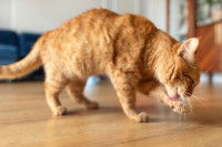 Un chat roux se lave la patte dans le salon