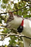 Un chat avec un collier GPS