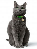 Un chat gris avec un collier vert